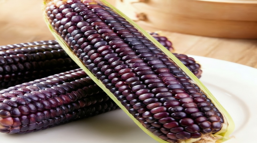 花青素玉米